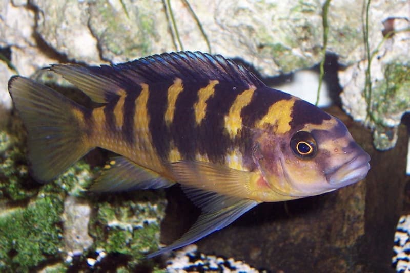 Bumblebee Cichlid (Pseudotropheus crabro) — photo 1 of 1