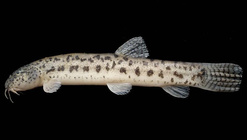 Burmese Loach (Lepidocephalichthys berdmorei) — photo 2 of 2