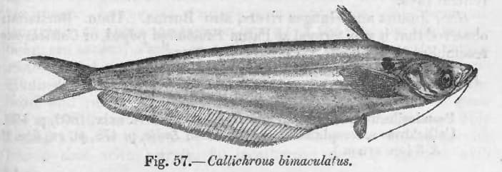 Butter Catfish (Ompok bimaculatus) — photo 1 of 5