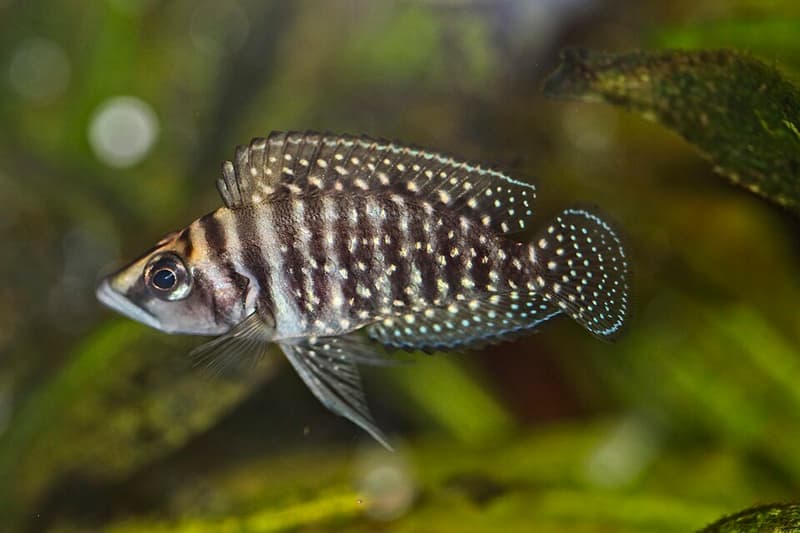 Calvus Cichlid (Altolamprologus calvus) — photo 1 of 1