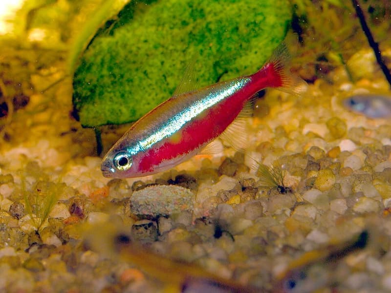Cardinal Tetra (Paracheirodon axelrodi) — photo 1 of 5