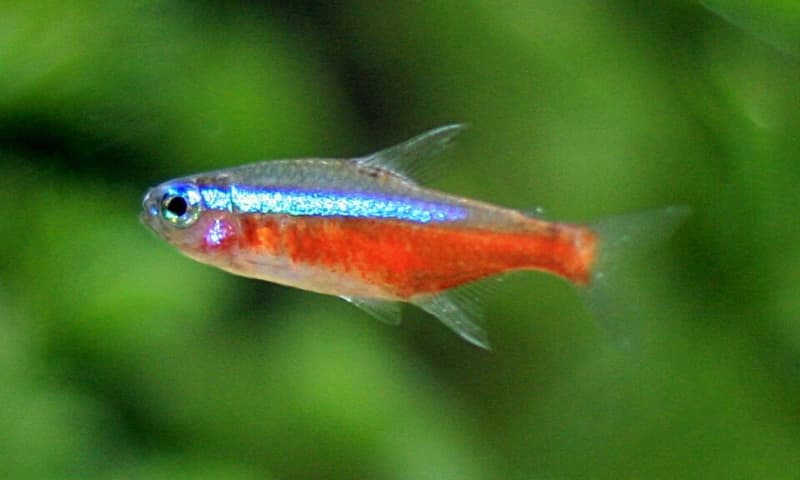 Cardinal Tetra (Paracheirodon axelrodi) — photo 2 of 5
