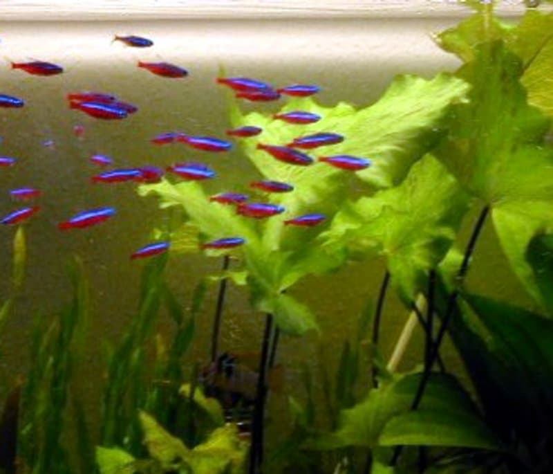 Cardinal Tetra (Paracheirodon axelrodi) — photo 3 of 5