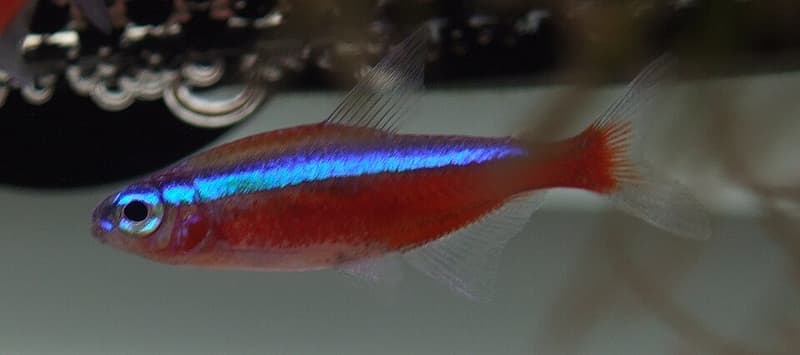 Cardinal Tetra (Paracheirodon axelrodi) — photo 4 of 5