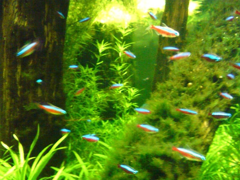 Cardinal Tetra (Paracheirodon axelrodi) — photo 5 of 5