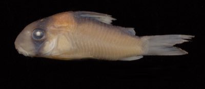 Adolf's Cory