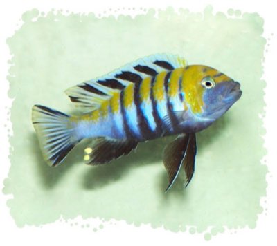 Afra Cichlid