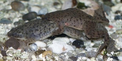 African Dwarf Frog