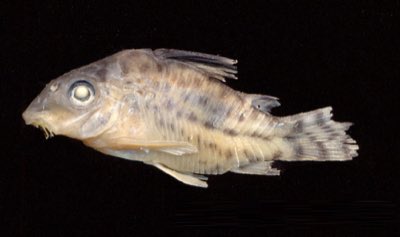 Agassiz's Corydoras