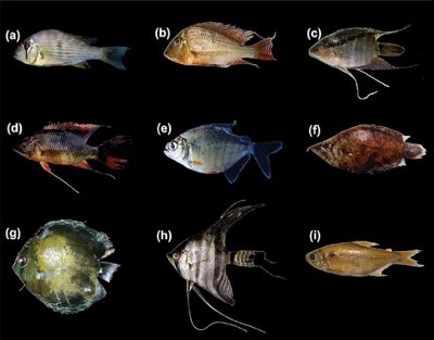Altifrons Geophagus