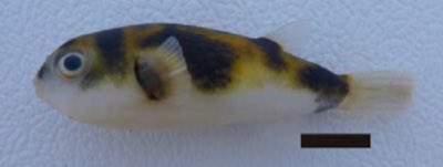 Amazon Puffer