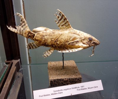 Angelicus Synodontis