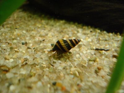 Assassin Snail