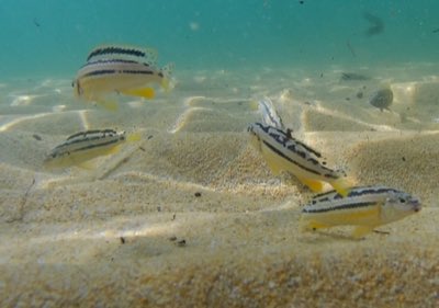 Auratus Cichlid