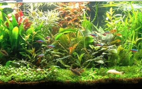 Axelrod's Cory