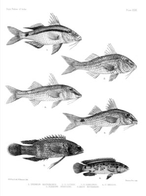 Badis