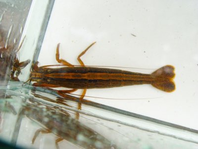 Bamboo Shrimp