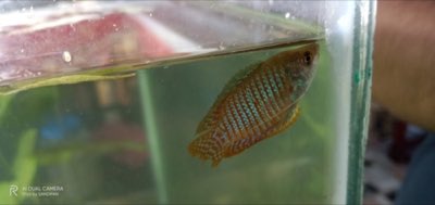 Banded Gourami