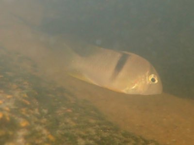 Bandit Cichlid
