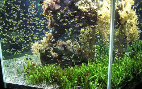 Banggai Cardinalfish
