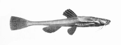 Banjo Catfish