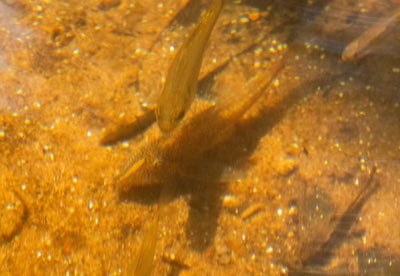 Bearded Corydoras