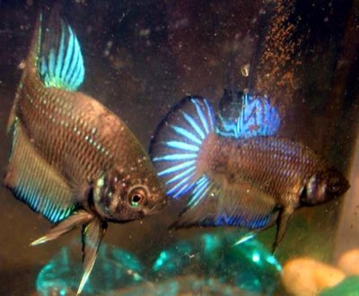 Betta