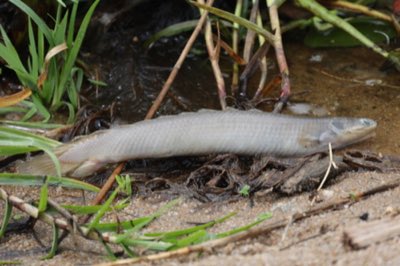Bichir