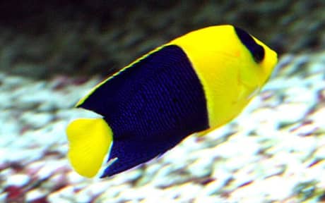 Bicolor Angelfish