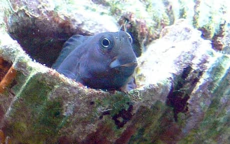 Bicolor Blenny