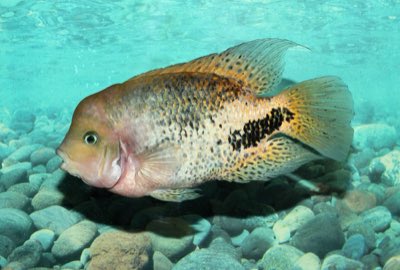 Black Belt Cichlid