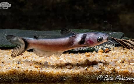 Black Collared Catfish