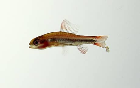 Black Darter Tetra