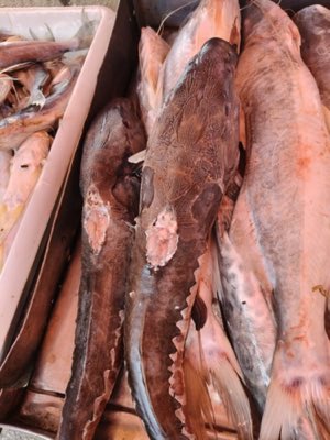 Black Doras Catfish