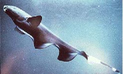 Black Ghost Knifefish
