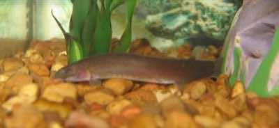 Black Kuhli Loach