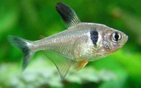 Black Phantom Tetra