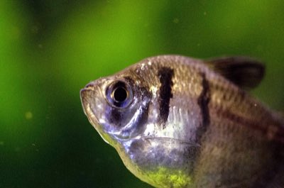 Black Skirt Tetra