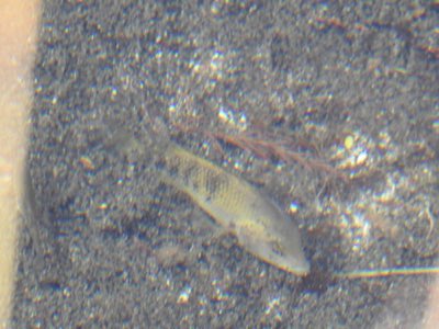 Blackcheek Cichlid