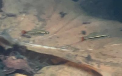 Blackline Rasbora