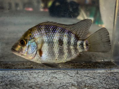 Blackthroat Cichlid