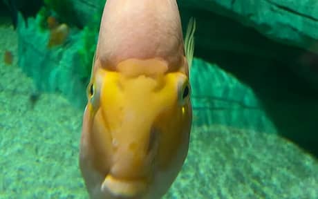 Blood Parrot Cichlid