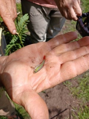 Bloodfin Tetra