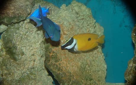 Blue Damselfish