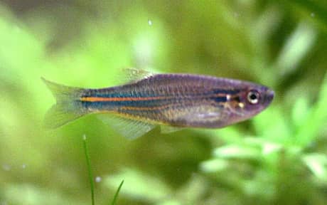 Blue Danio