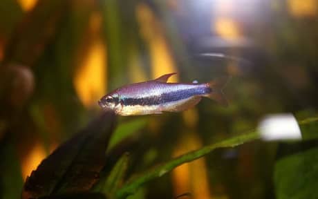 Blue Emperor Tetra