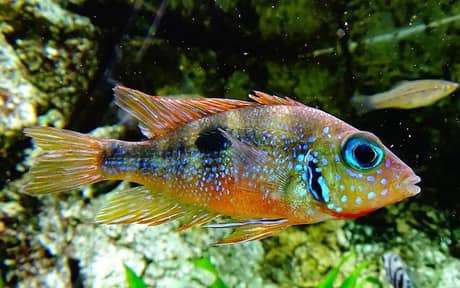 Blue Flash Cichlid