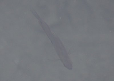Blue Gourami