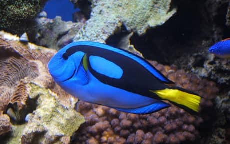 Blue Tang