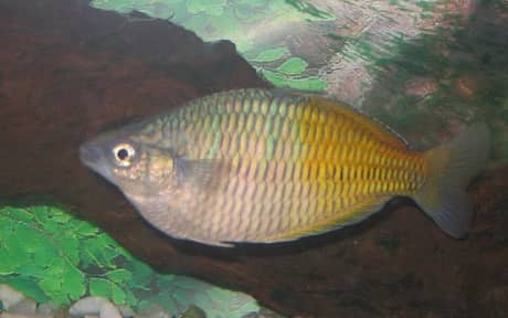 Boesemani Rainbowfish